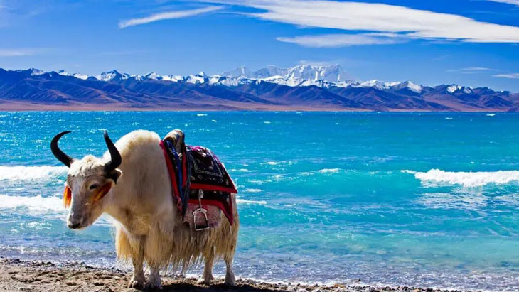 Lake Namtso and Tibetan Yak