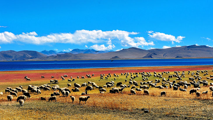 Sheep by the Yamdrok Lake 