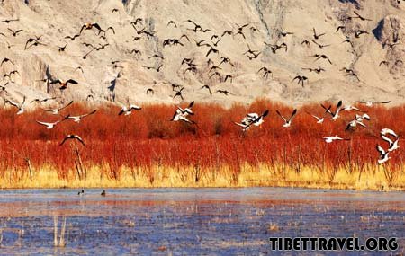 Migratory birds fly over wetland in Tibet