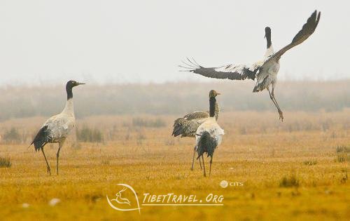 black-necked cranes