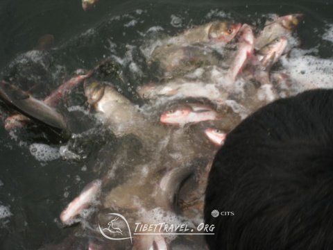 Lhasa River release fish