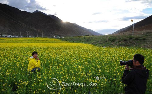 rape flowers in tibet