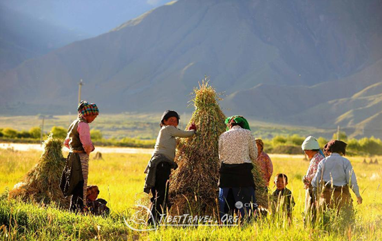 Tibet harvest