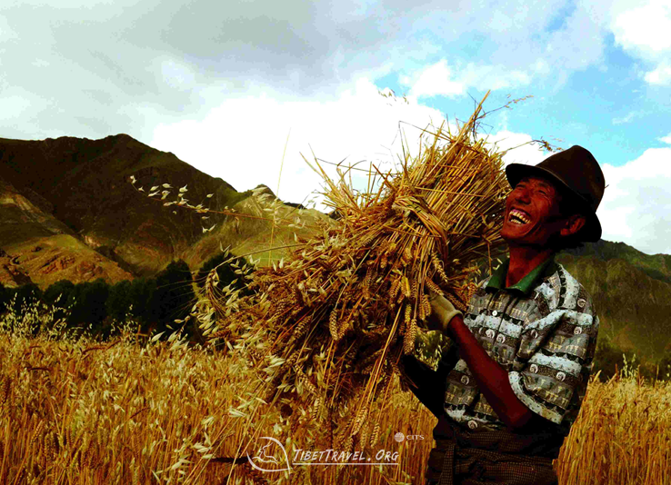 a Tibet man on autumn harvest