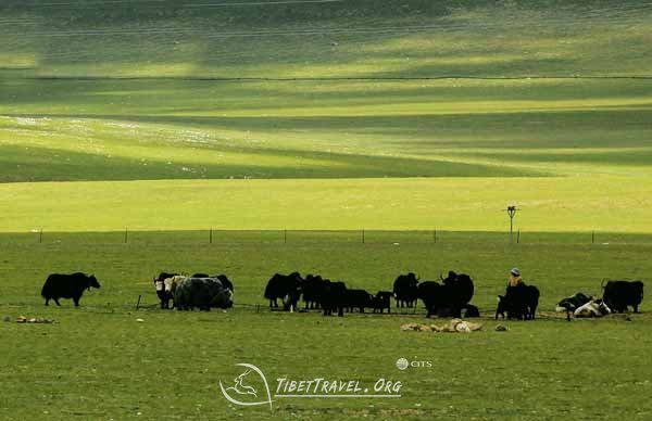 Nagchu  Tibet grassland
