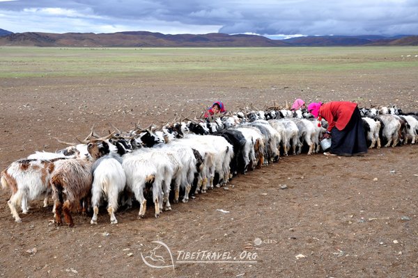 Ngari west Tibet