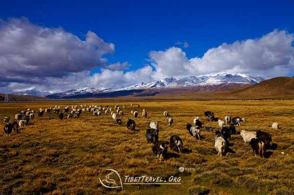 West Tibet Ngari