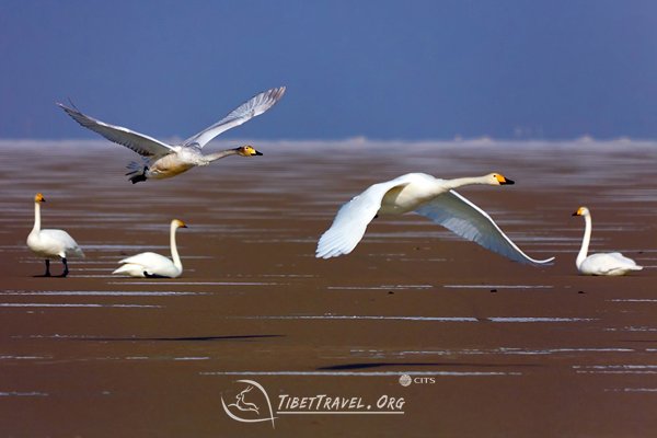 swans at Qinghai lake