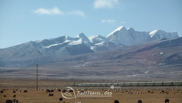 scenery of qinghai tibet railway