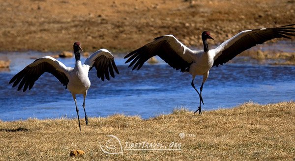 black-necked cranes
