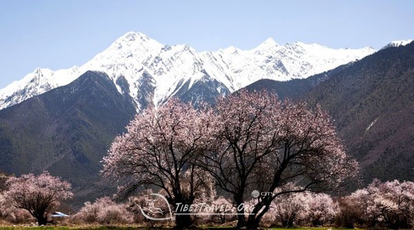 Peach flowers and snow mountain 