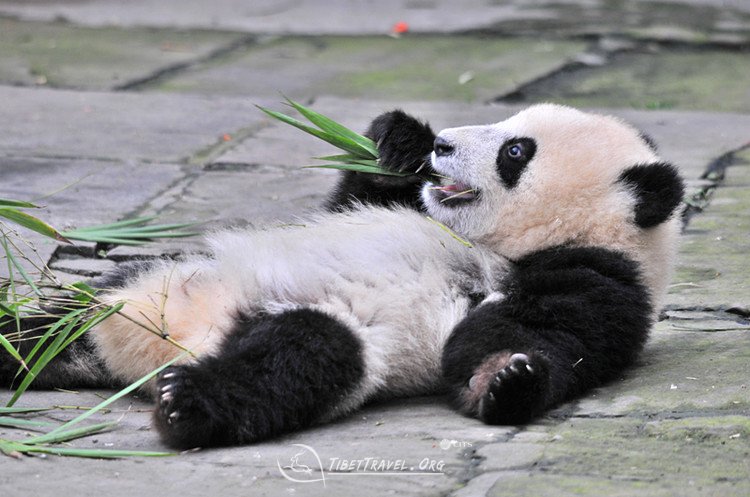 panda-birthplace