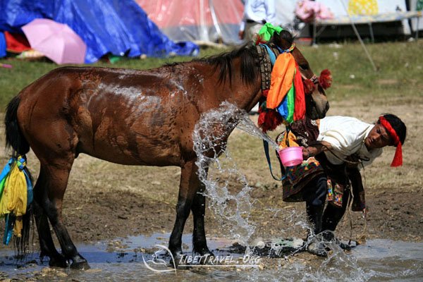 a rider is washing his horse