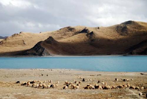 a group of sheep on the side of Yamdrok Lake