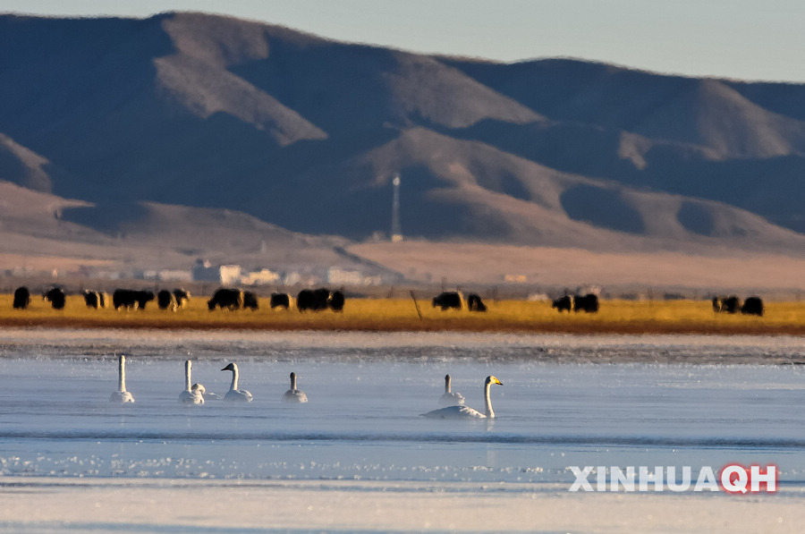 A group of swans swim on the Qinghai Lake