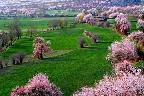 Peach blossom festival in Nyingchi in southeast of Tibet Autonomous Region