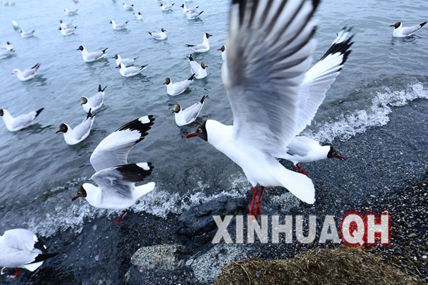 A brown-headed gull is flying over the Cormorant Island of Qinghai Lake