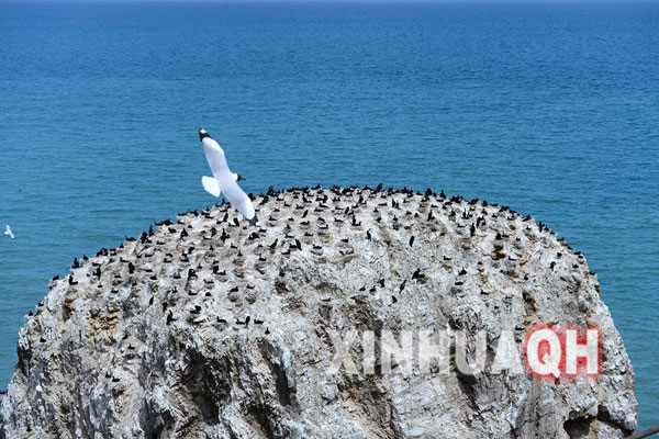A brown-headed gull is flying over the Cormorant Island of Qinghai Lake