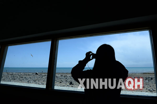 A tourist is photographing the habitat of brown-headed gull on the Bird Island of Qinghai Lake 