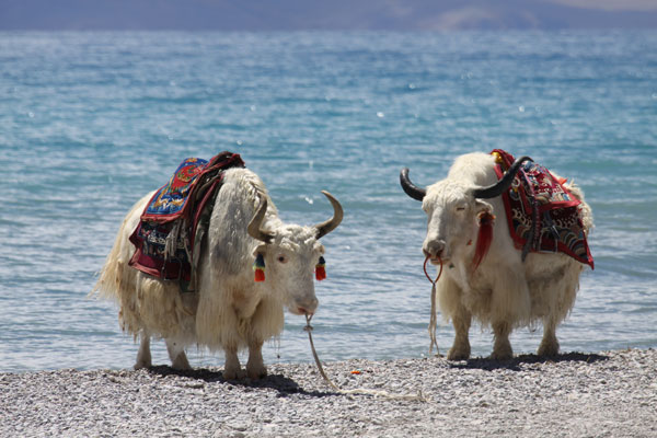 White yaks by the Namtso Lake