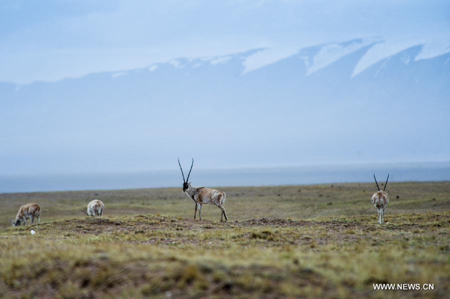 Tibetan antelopes look for food at the foot of Hoh Xil Mountain in Golmud