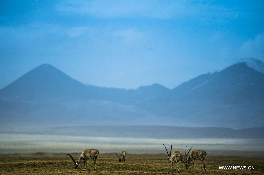 Tibetan antelopes look for food at the foot of Hoh Xil Mountain in Golmud