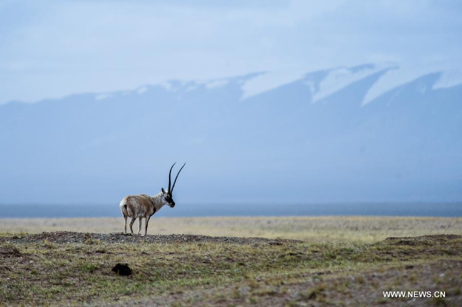A Tibetan antelope looks for food at the foot 