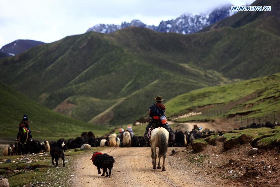 A farmer of Tibetan ethnic group drives yaks 