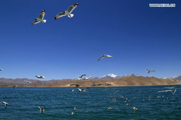 seagull over Palgon Lake