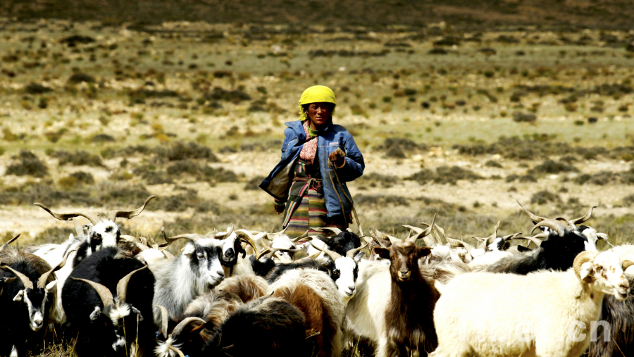 a Tibetan nomad grazes sheep