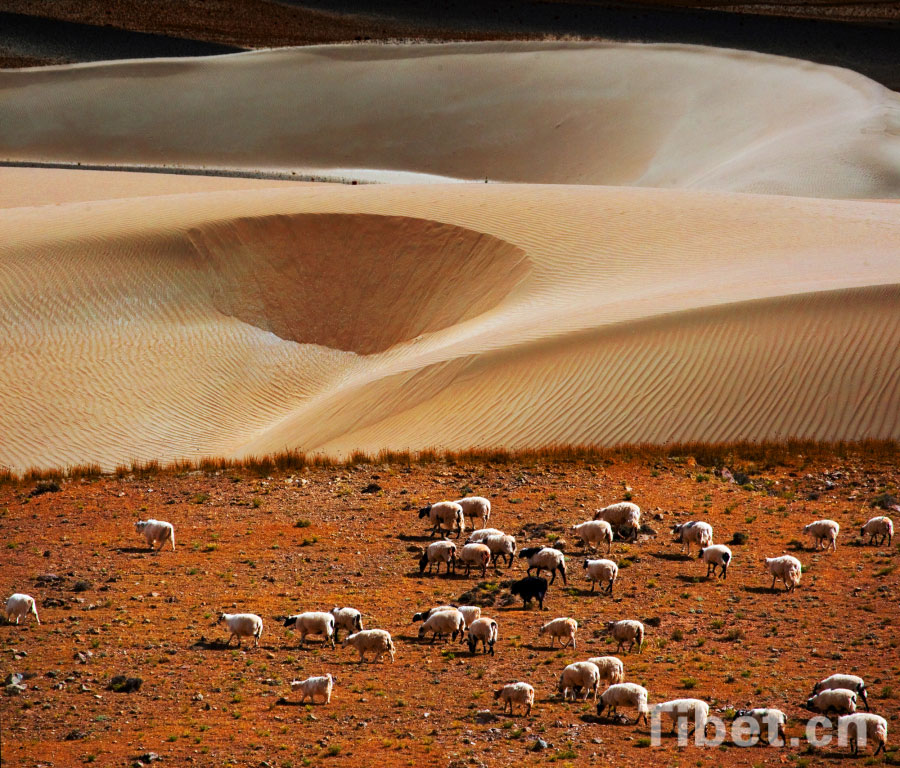  the herd on the Qinghai-Tibet Plateau.