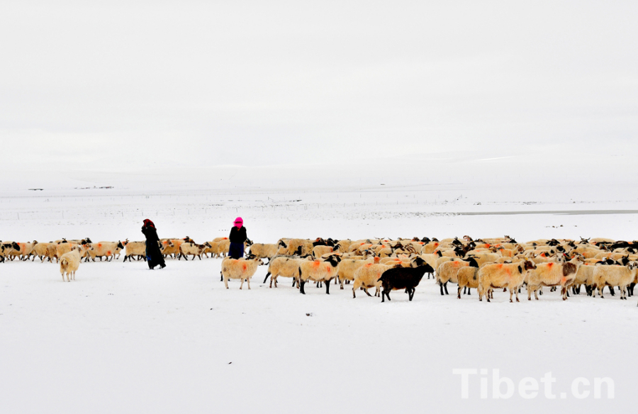 that Tibetan nomads graze sheep on the snowfield in Tibet. 