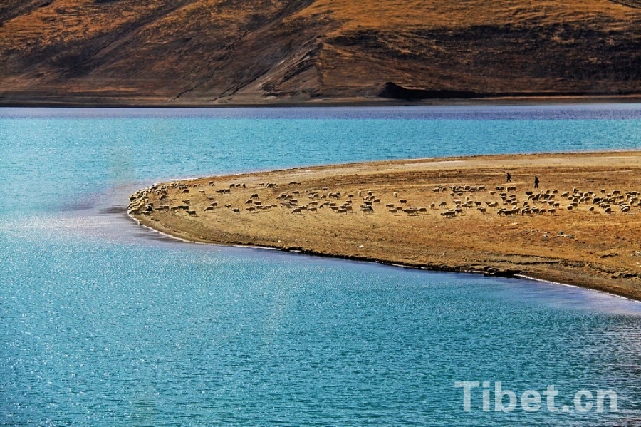  the herd by the lakeside on the Qinghai-Tibet Plateau.