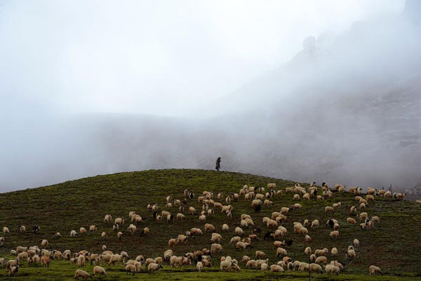 A Tibetan is grazing sheep