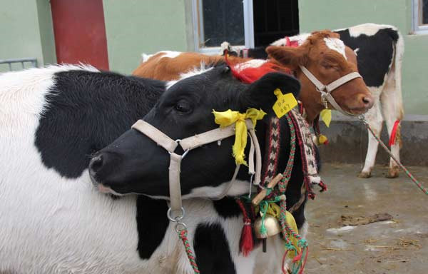 Beauty Contest for Cow