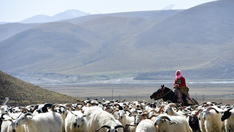 Photo shows that Dzomkyid rides on a horse and rounds up the sheep on their way of moving. 