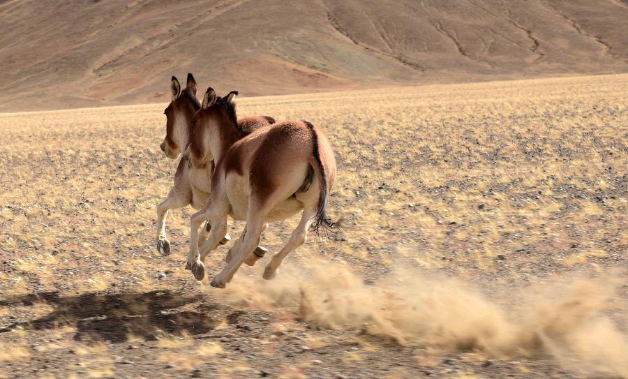 Tibetan wild donkeys