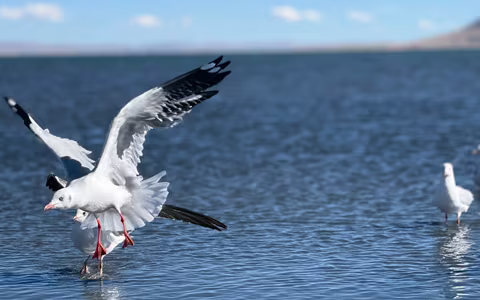 4 Days Lhasa and its Surroundings Winter Birding Tour