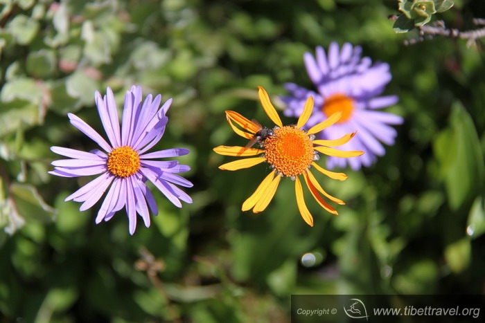 Alpine plant