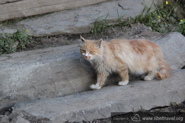 cat