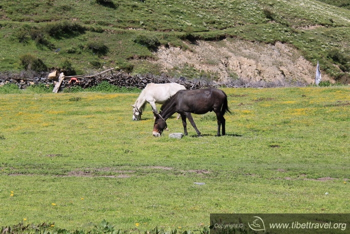 horse