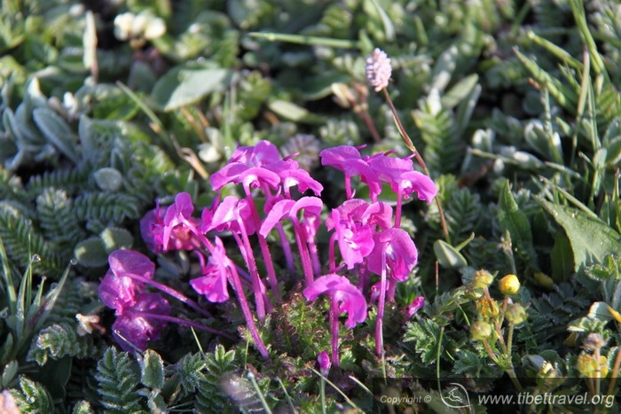highland flowers