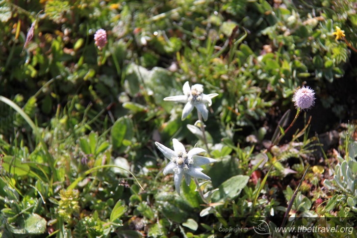 high altitude flowers