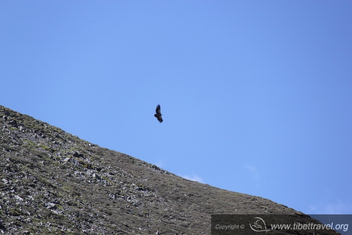 eagle
