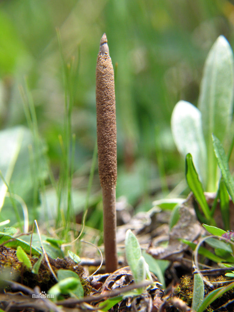 Tibetan Cordyceps