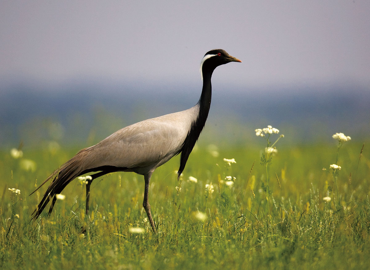 Demoiselle Cranes