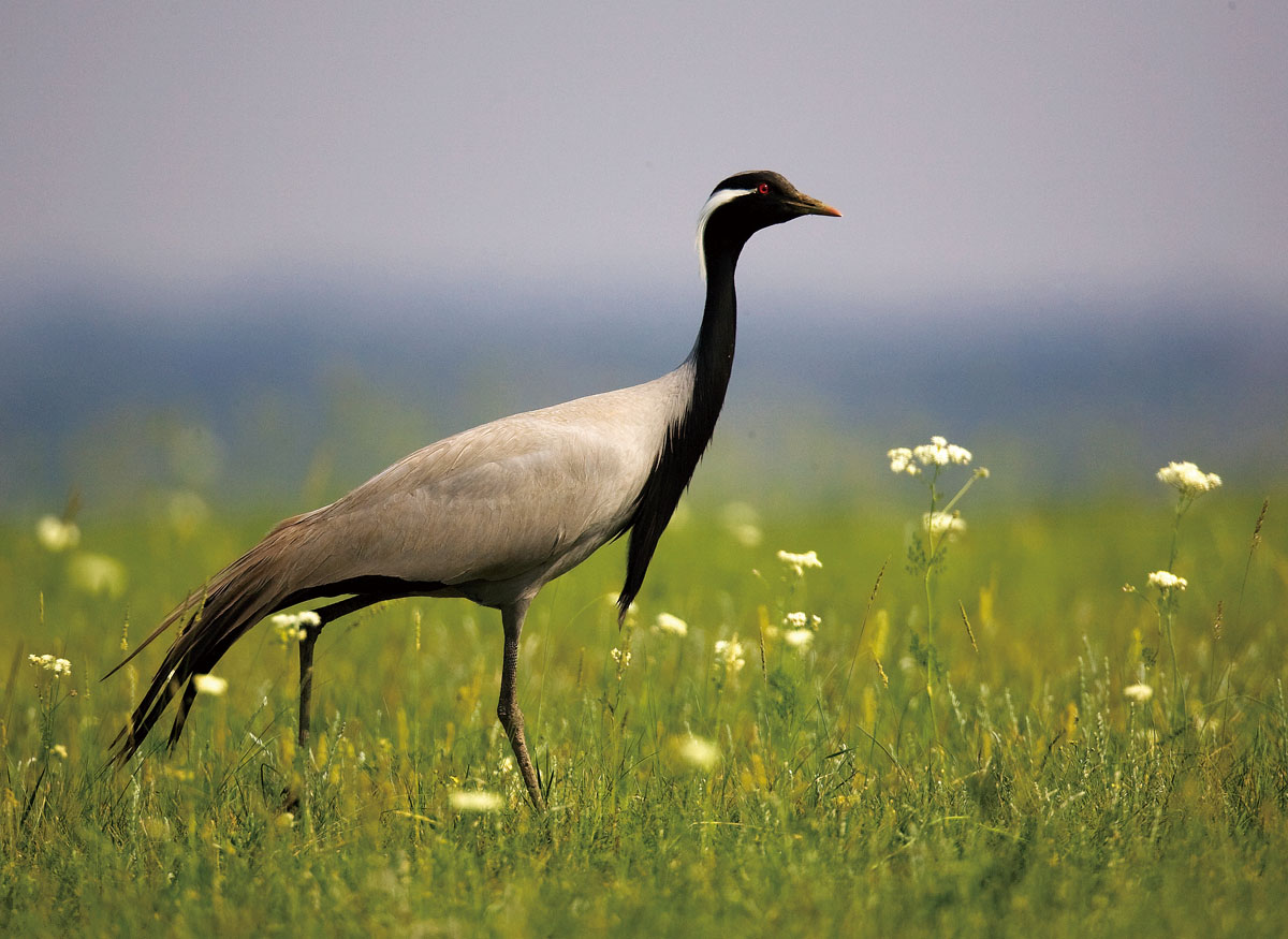 Demoiselle Cranes