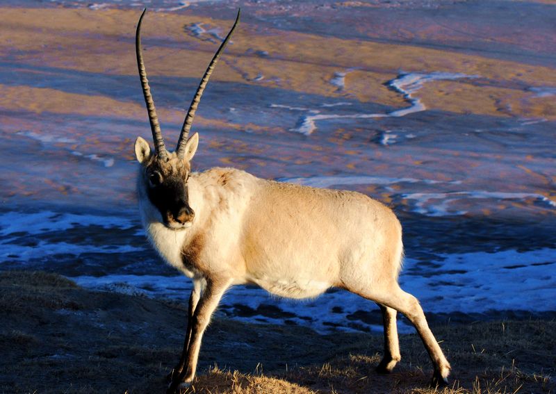 Tibetan Antelope