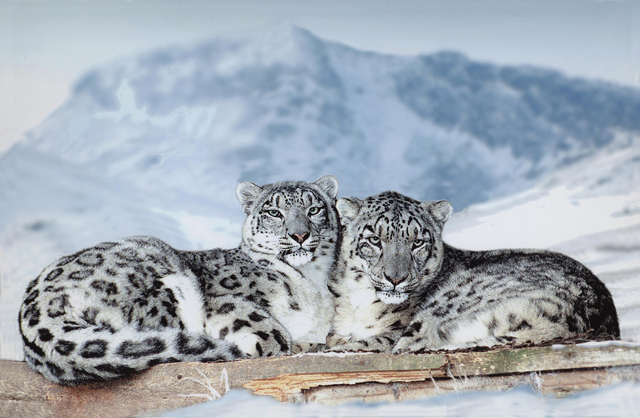 Snow Leopard– The Most Beautiful Feline Animal | Tibet Travel Blog