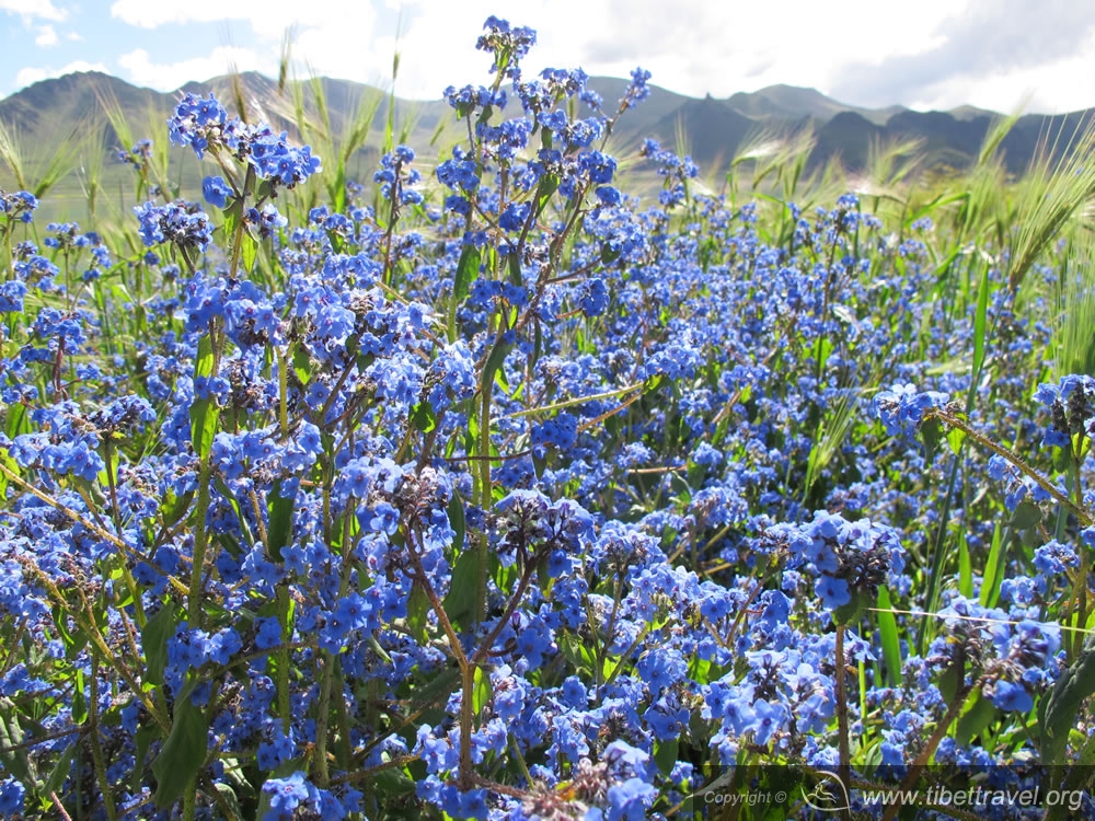 highland flower